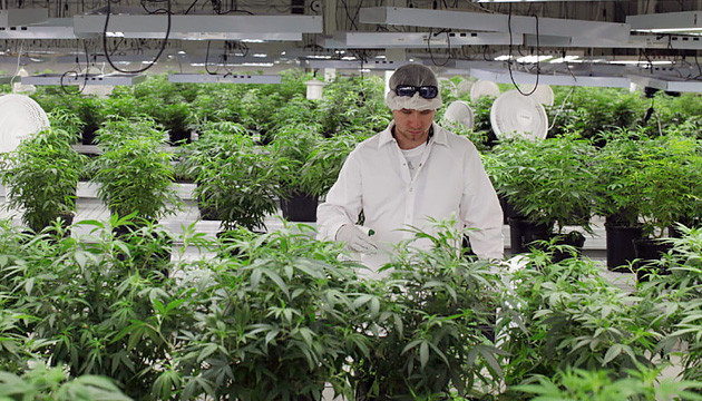 Выращивание конопли