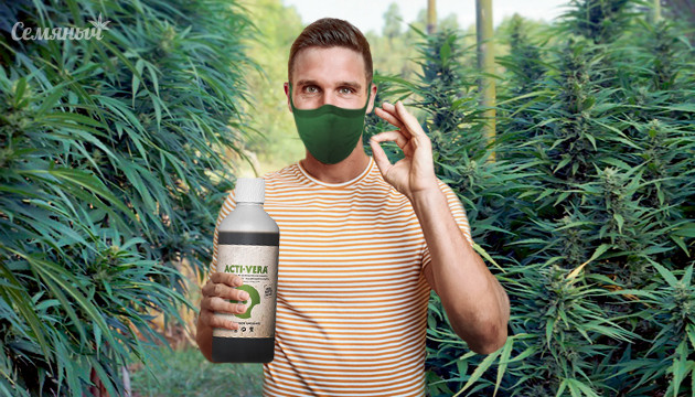 Стимуляторы для конопли