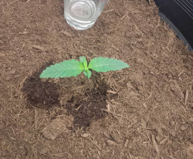 Вегетация марихуаны Росток сорта Godzilla Cookies Auto