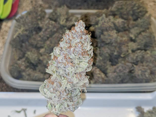 Итоги выращивания Bruce Banner Auto