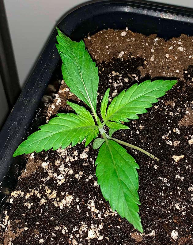 Пересадка в горшок и полив Росток Zkittles Auto от сидбанка Семяныч на 2 неделе