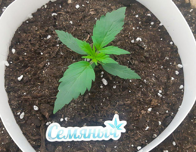 Полив и питание Bruce Banner Auto Корректировка условий выращивания Bruce Banner Auto