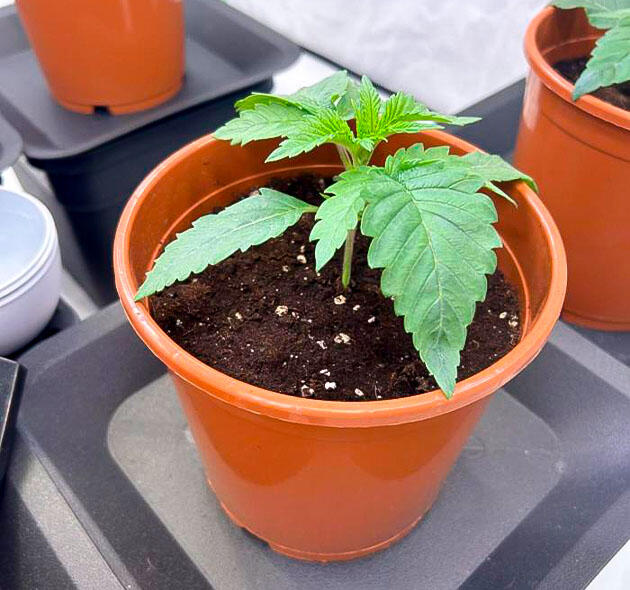 Растишка Persian Pie от GHS на стадии вегетации