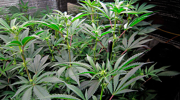 Начало цветения DDoS #33