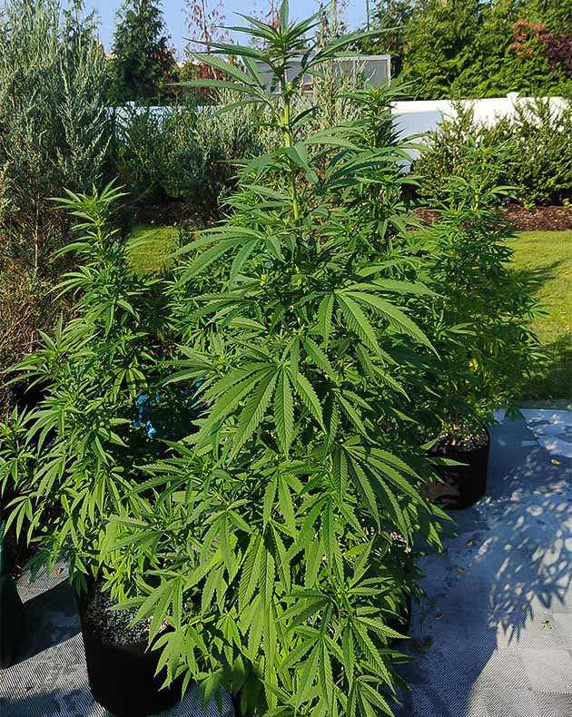 Нехватка азота у Wedding Gelato