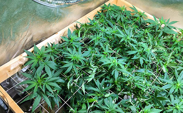 Hawaii Maui Waui в гроубоксе