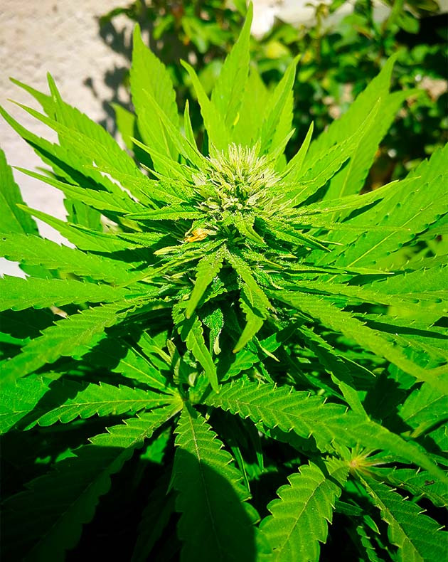 Появление фруктового аромата Формирование соцветий конопли