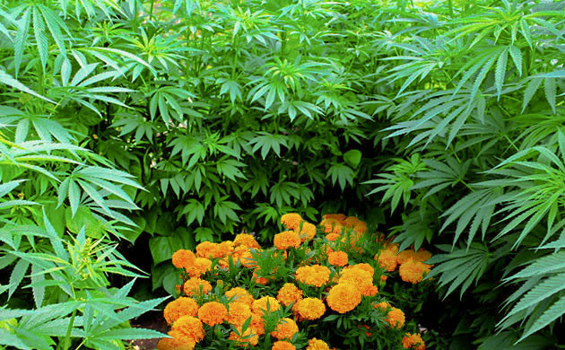 Использование божьих коровок в гроуинге Привлечение божьих коровок для защиты сада