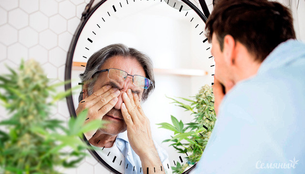 Причины долгого цветения конопли Долгое цветение конопли