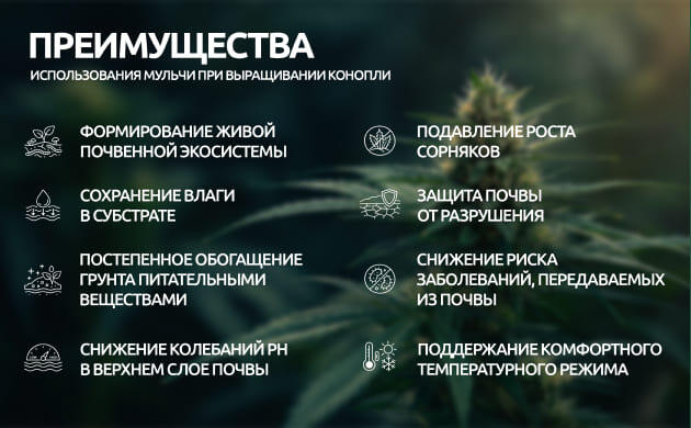 Плюсы использования мульчи при выращивании каннабиса Преимущества мульчи