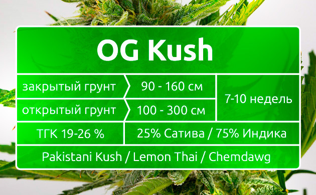 Преимущества индичной составляющей OG Kush Сочетание индики и сативы в OG Kush