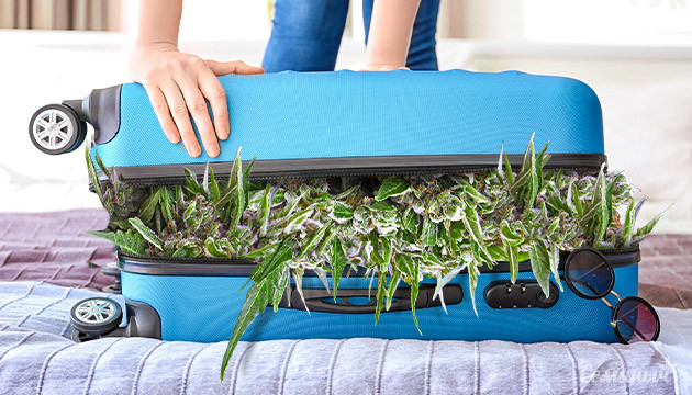 Путешествие вместе с Семянычем Пакуем чемоданы шишек