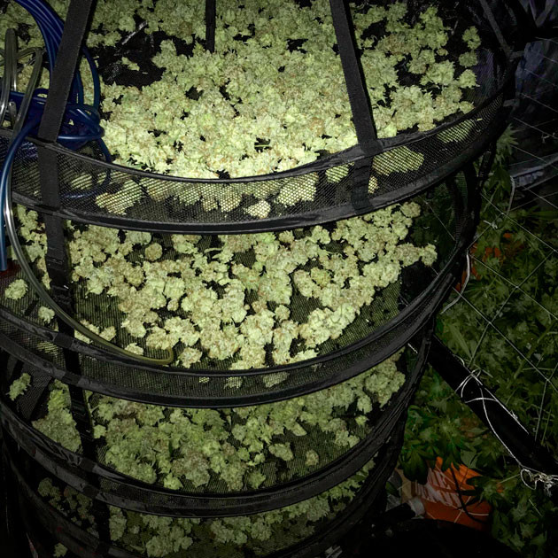 Сушка шишек на ярусных сетках