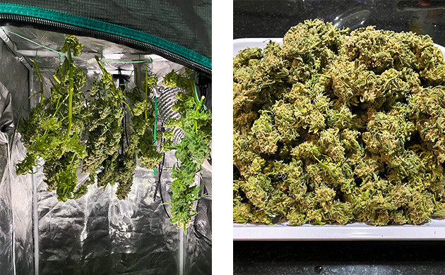 Сушка конопли и собранный урожай