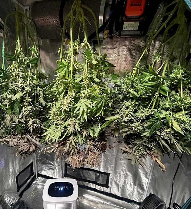 Харвест RS 11 x Banana OG