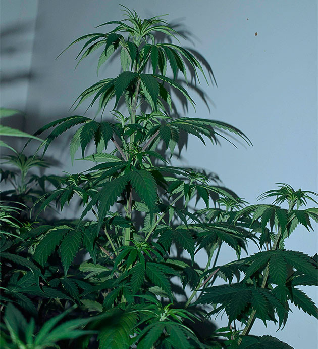 Применение техники LST