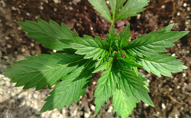 Новые листья каннабиса появляются на четвёртом уровне