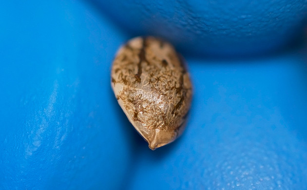 Роль оболочки семян конопли