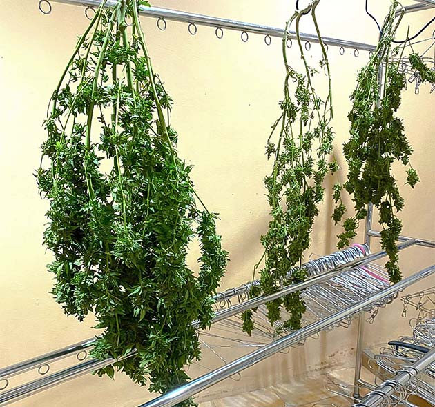 Подготовка к харвесту конопли Golosa предхарвест кустов Golosa