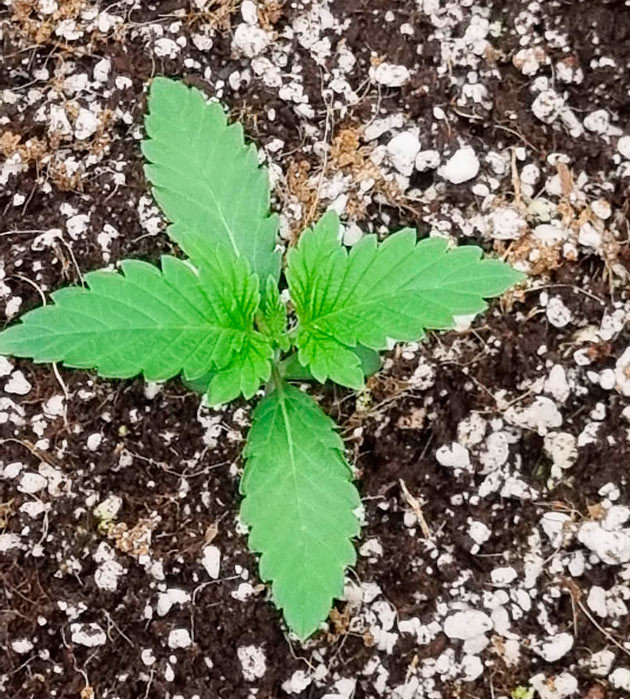 Росток сорта Runtz