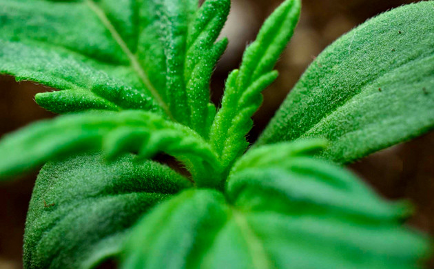 Листья ростка