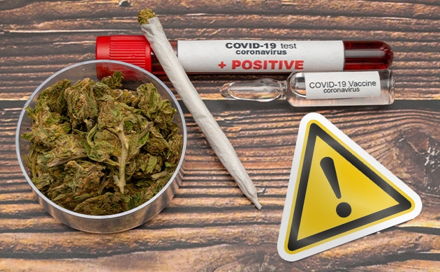Опасность марихуаны во время COVID-19