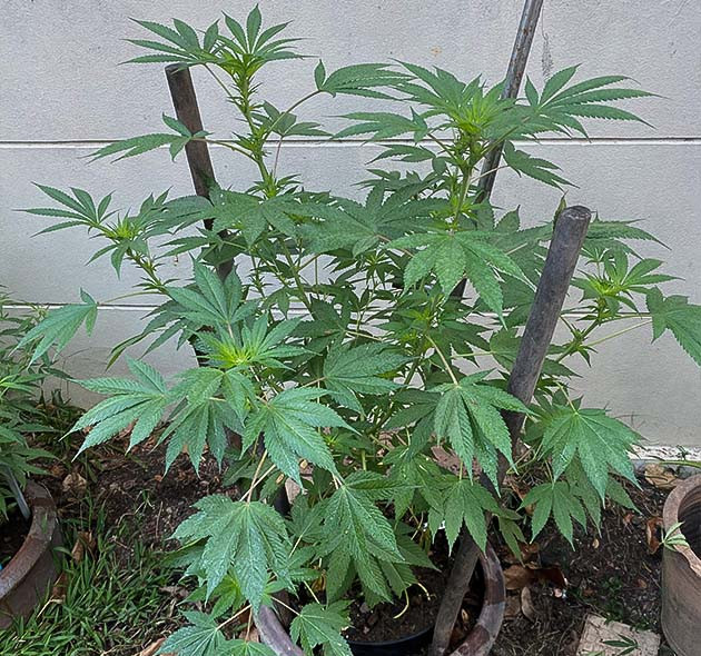 выращивание Golosa от Delicious Seeds выращивание сорта конопли Голоса