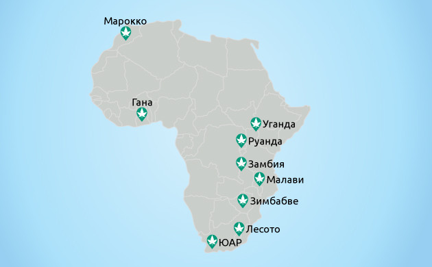 Медицинский каннабис: африканские тенденции