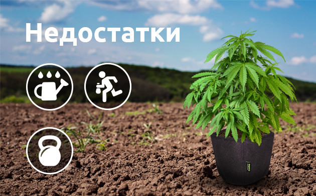 Минусы выращивания в аутдоре в горшке