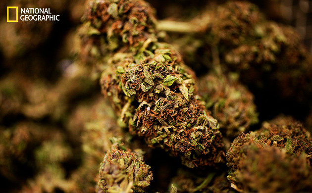 Внутреннее дело: Марихуана 2009 год Внутреннее дело: Марихуана 2009 год