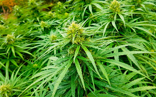 Как вырастить сорт конопли Runtz Muffin