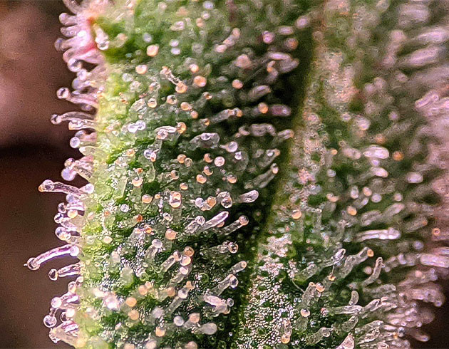 Gorilla Zkittlez: контроль и ожидание харвеста