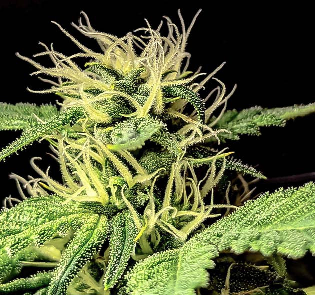 Бутон с белыми стигмами и сияющими трихомами