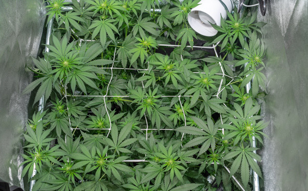 Конопля сорта Delicious Candy Early Version fem под сеткой