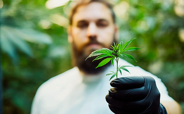 Сохранение и распространение генетики конопли Специальные коллекции сидбанков и нишевые гроверы