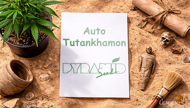 Гроурепорт сорта Auto Tutankhamon от Pyramid Seeds