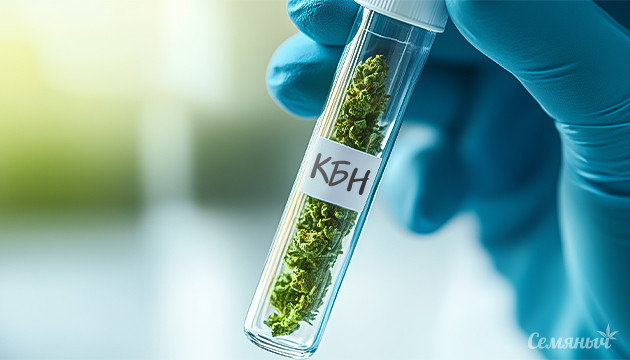 Каннабинол и его применение