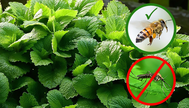 Мелисса привлекает насекомых опылителей