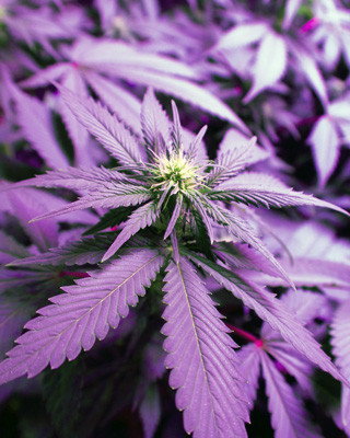 Соцветие White Widow