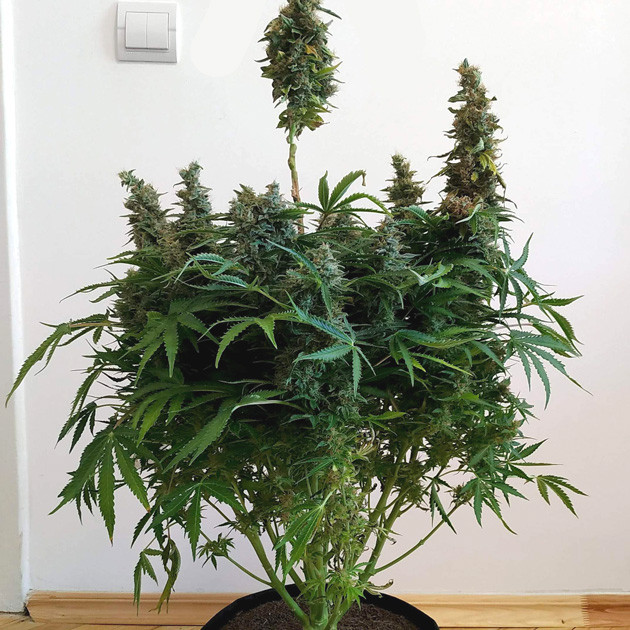 Куст конопли перед харвестом