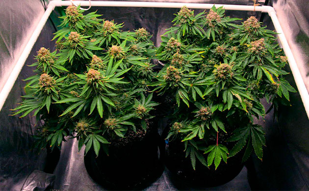 Появление мучнистой росы перед харвестом Кусты марихуаны с пожелтевшими краями листьев