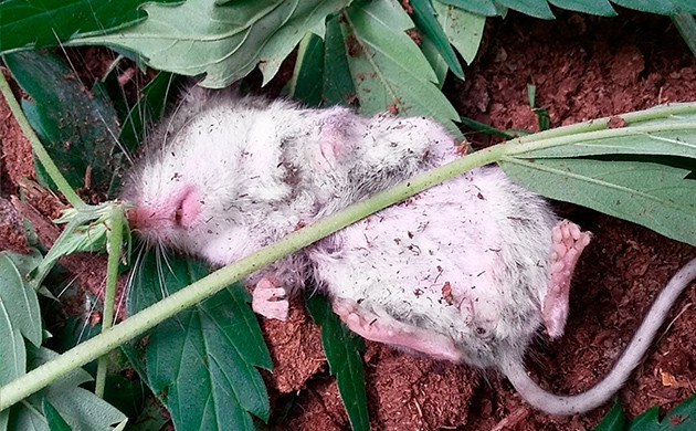 Спящая мышь