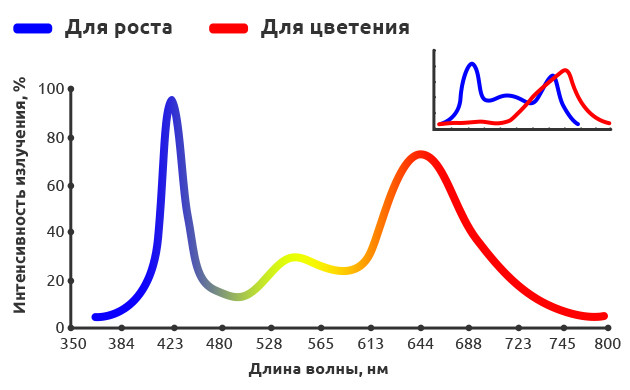 Красный и синий спектры для выращивания конопли