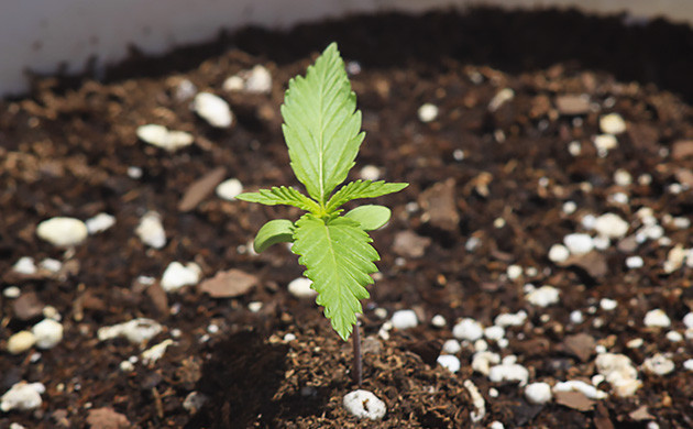 Формирование второго этажа листьев