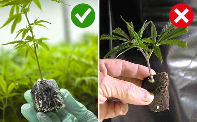 Сравнение развития корневой системы