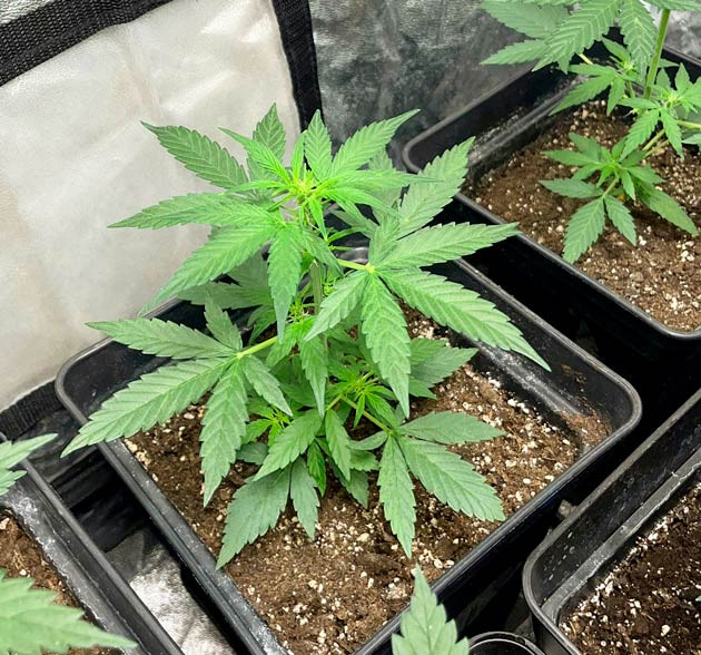 Раннее цветение растишки Кусты Titan F1 Auto от Royal Queen Seeds на 4 неделе