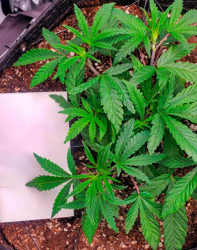 Пересадка конопли в гроубэг