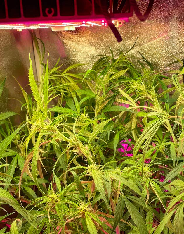 7 неделя роста марихуаны Куст Strawberry Banana Auto ростом 180 см