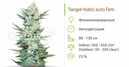 Tangie'matic auto от FastBuds