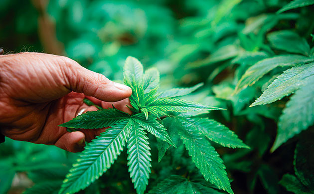 Период вегетативного роста конопли в индоре Вегетативная стадия конопли в условиях открытого грунта